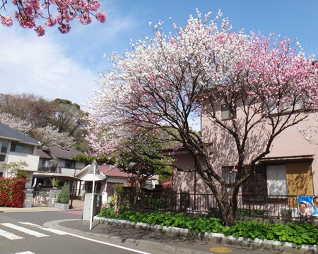 桜1