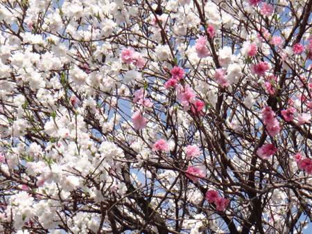 桜2