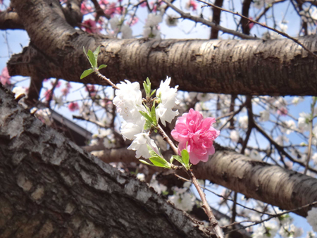 桜アップ1