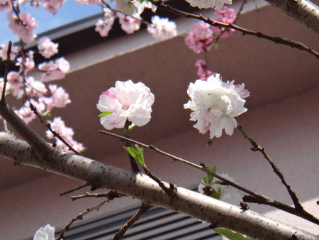 桜アップ2